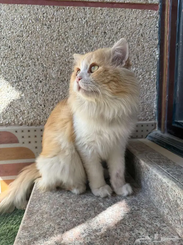 الأحساء قط للتبني 0