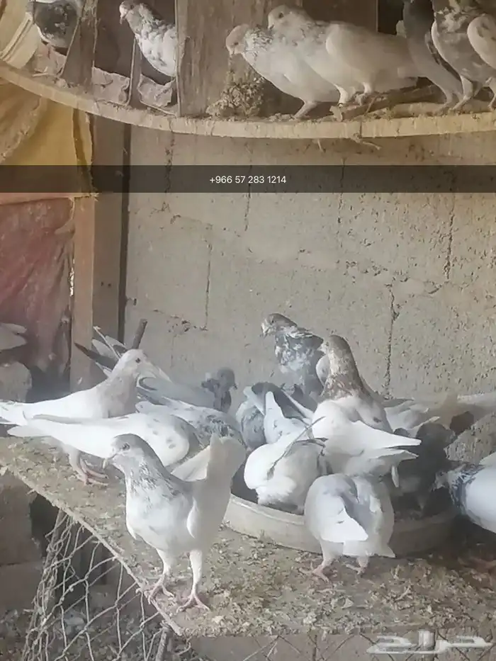 حمام للبيع العدد 45 حبه 0