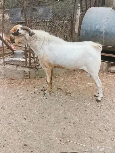 للبيع فحل بيشي صنف ومعرف index