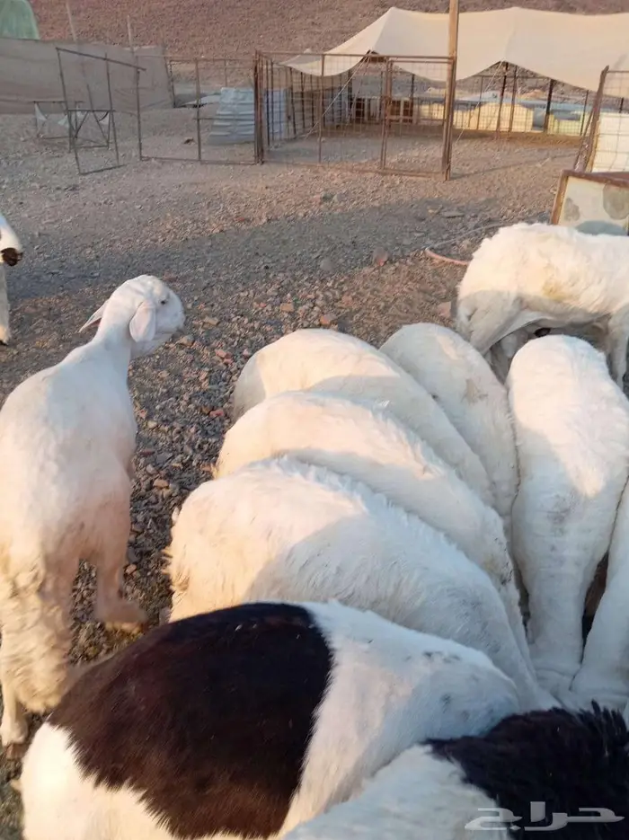 بنص الحراج 0