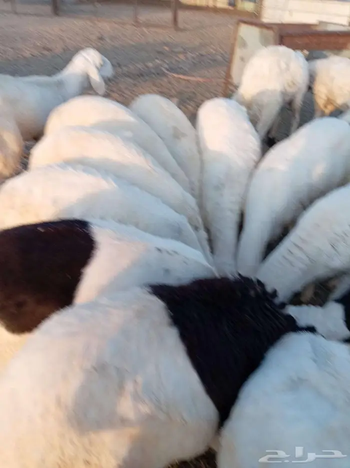 بنص الحراج 5