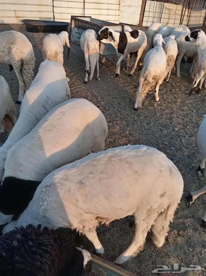 بنص الحراج 1