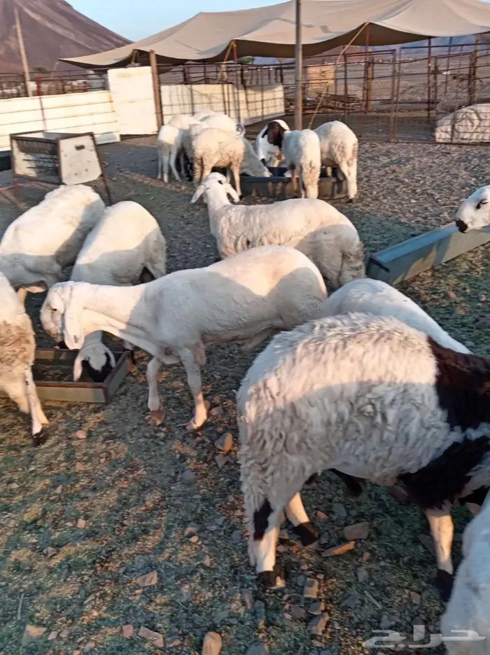 بنص الحراج 4