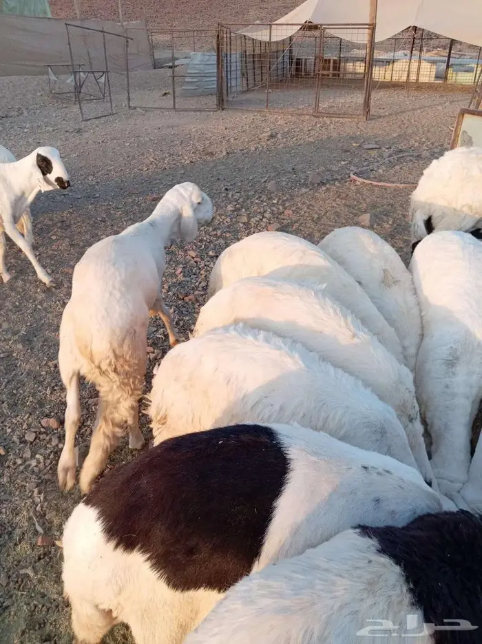 بنص الحراج 3