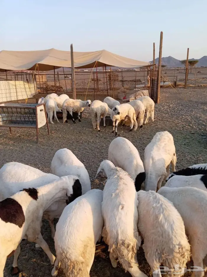 بنص الحراج 6