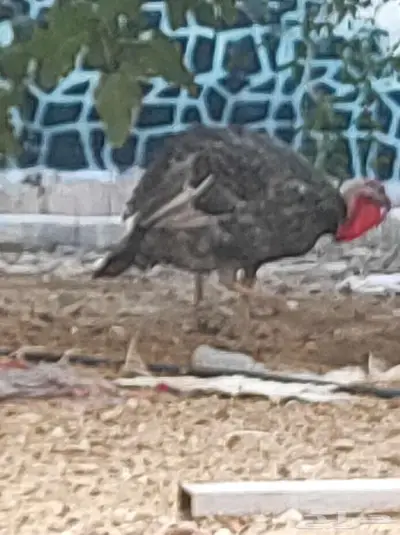 ديك رومي ابعمر عشر اشهر index