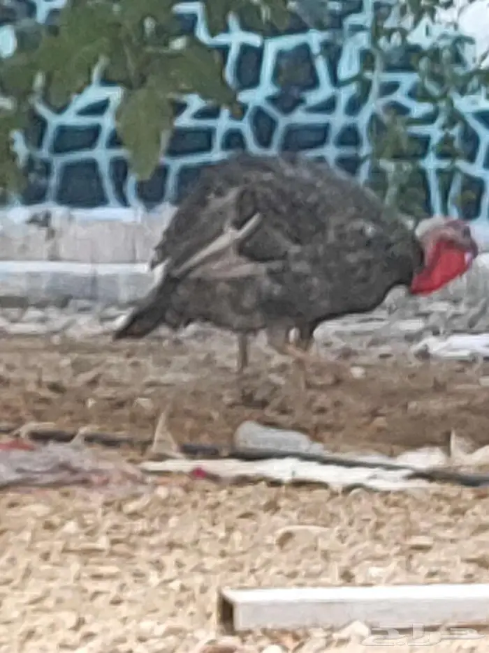 ديك رومي ابعمر عشر اشهر 2