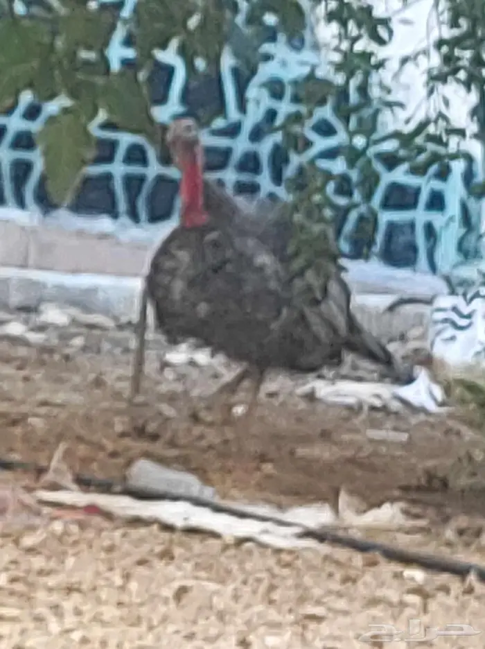 ديك رومي ابعمر عشر اشهر 0