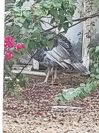 ديك رومي ابعمر عشر اشهر index