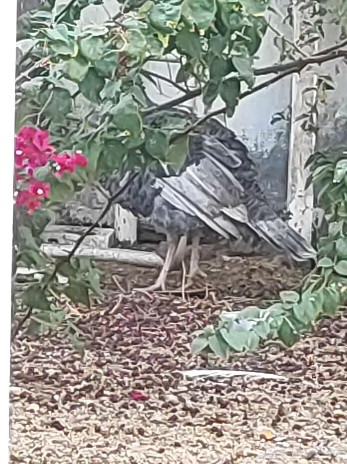 ديك رومي ابعمر عشر اشهر 1