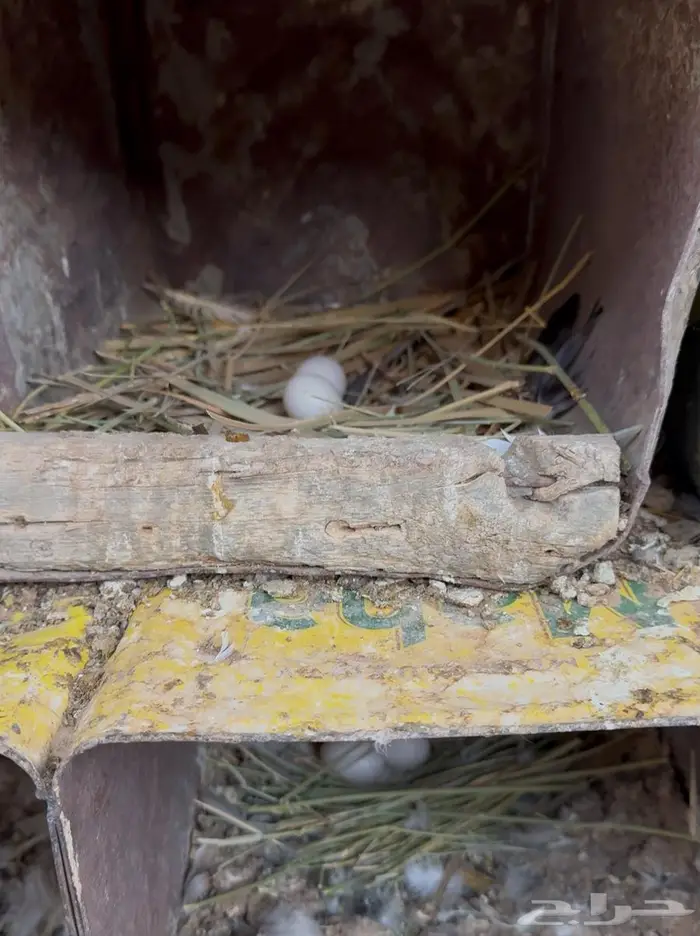 حمام باكستاني 0