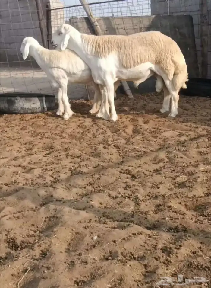 ثني فاخر من حلال الصياد في أملج -الحد موجود 0