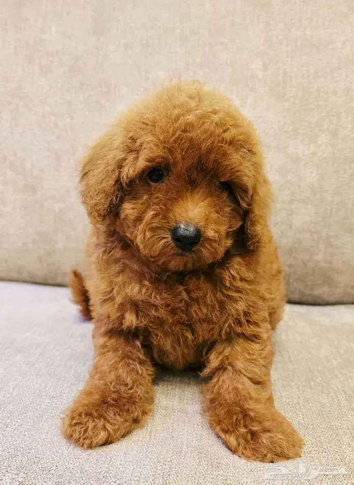 ميني توي بودل وبومرينيم ويوركي 14