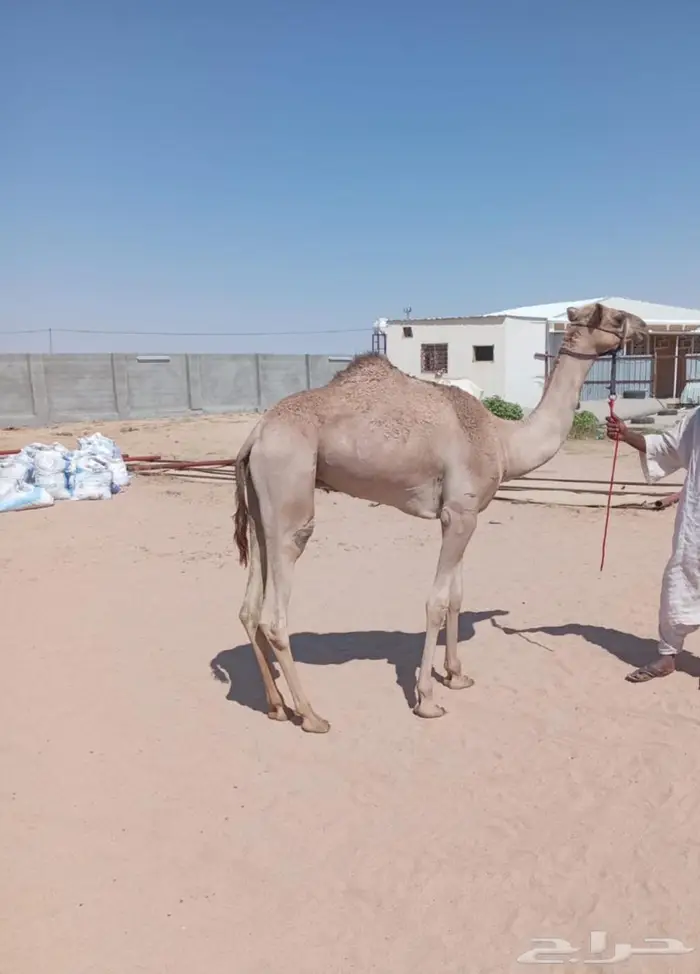 قعود حق سبوق 0