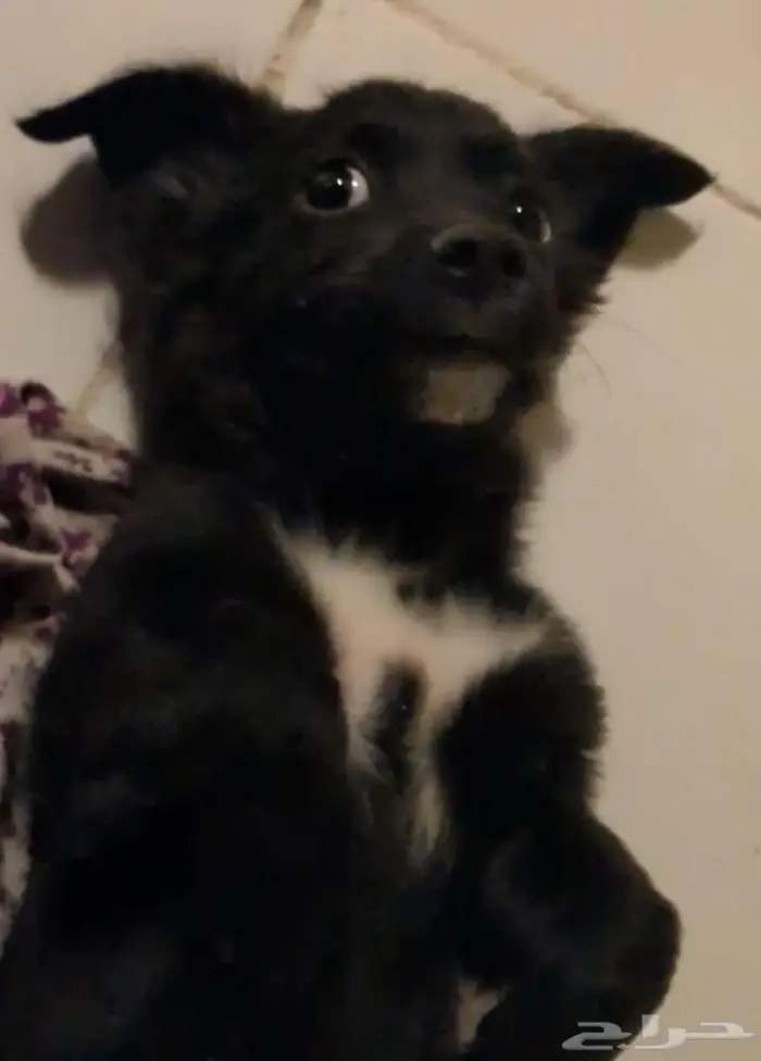 كلب صغير حجمه من اصل فرنسي تبني 0