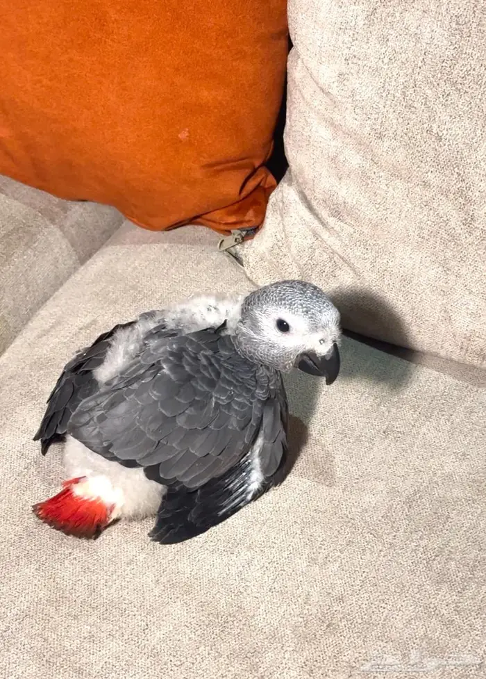 فرخ كاسيكو للبيع 0