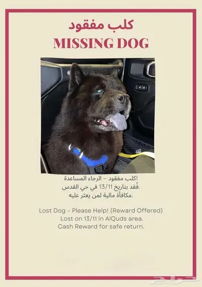 كلب مفقود في حي القدس index