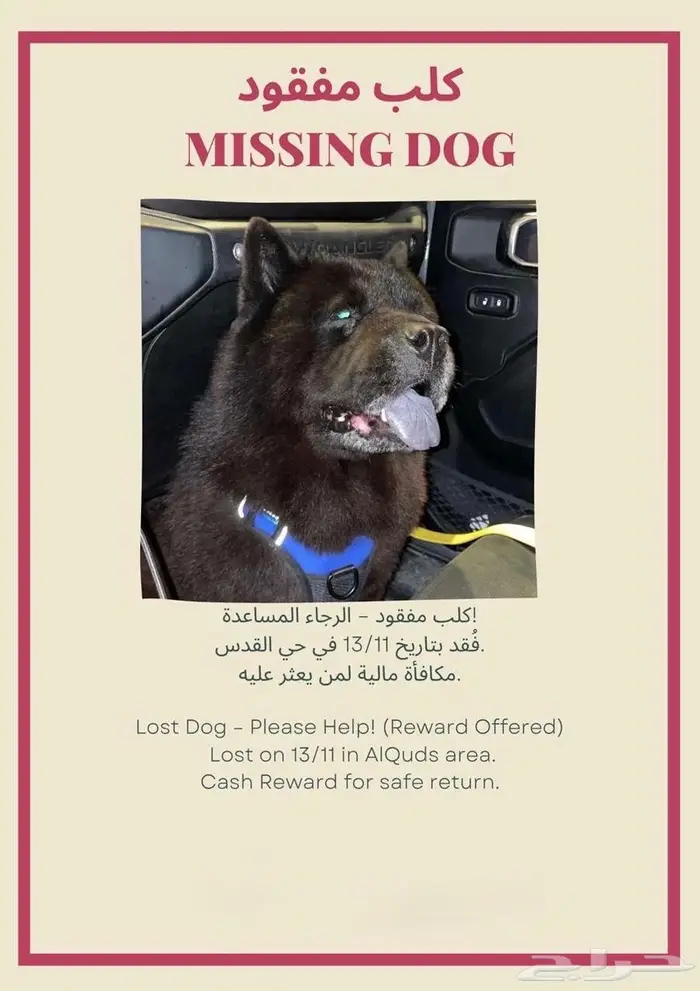 كلب مفقود في حي القدس 0