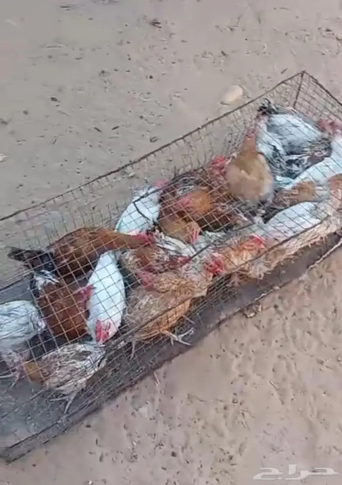 24 ديك للبيع 1