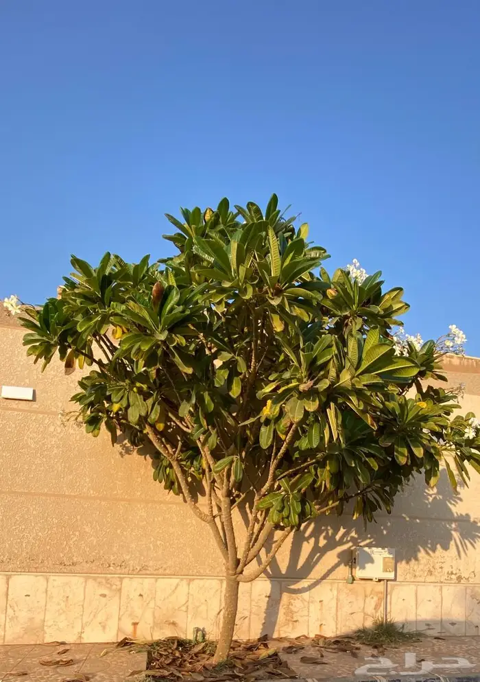 ياسمين هندي حجم كبير 3