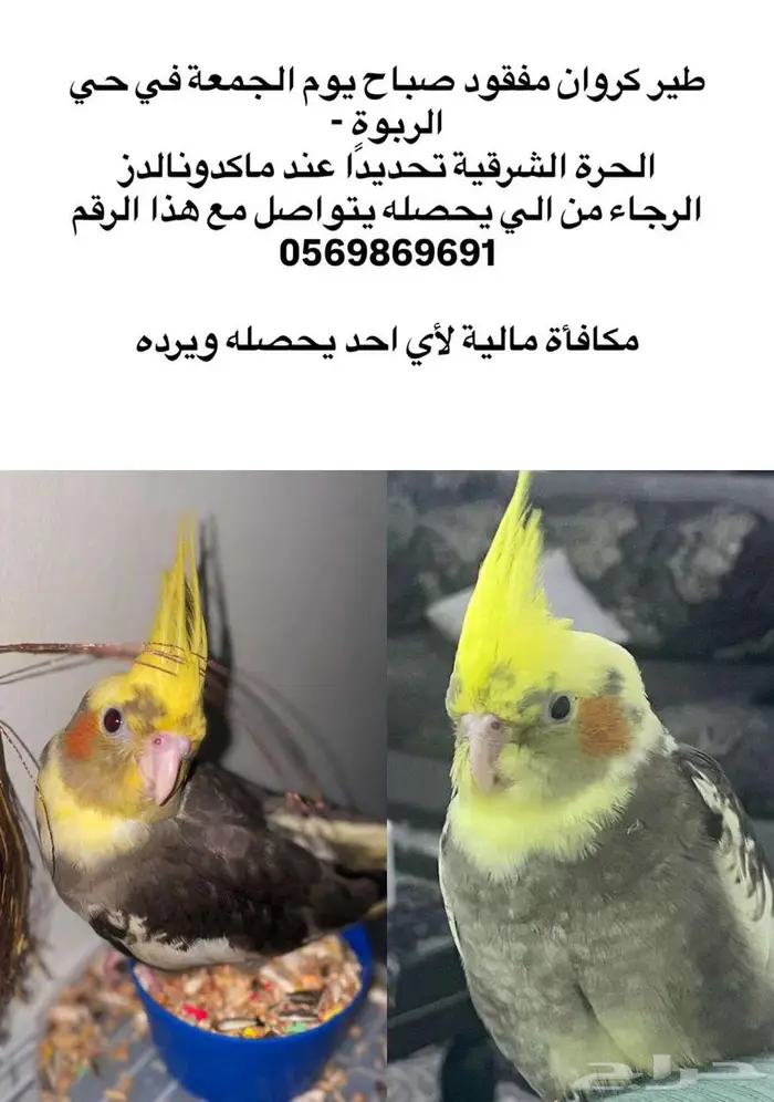 كروان مفقود بالحرة الشرقيه 0