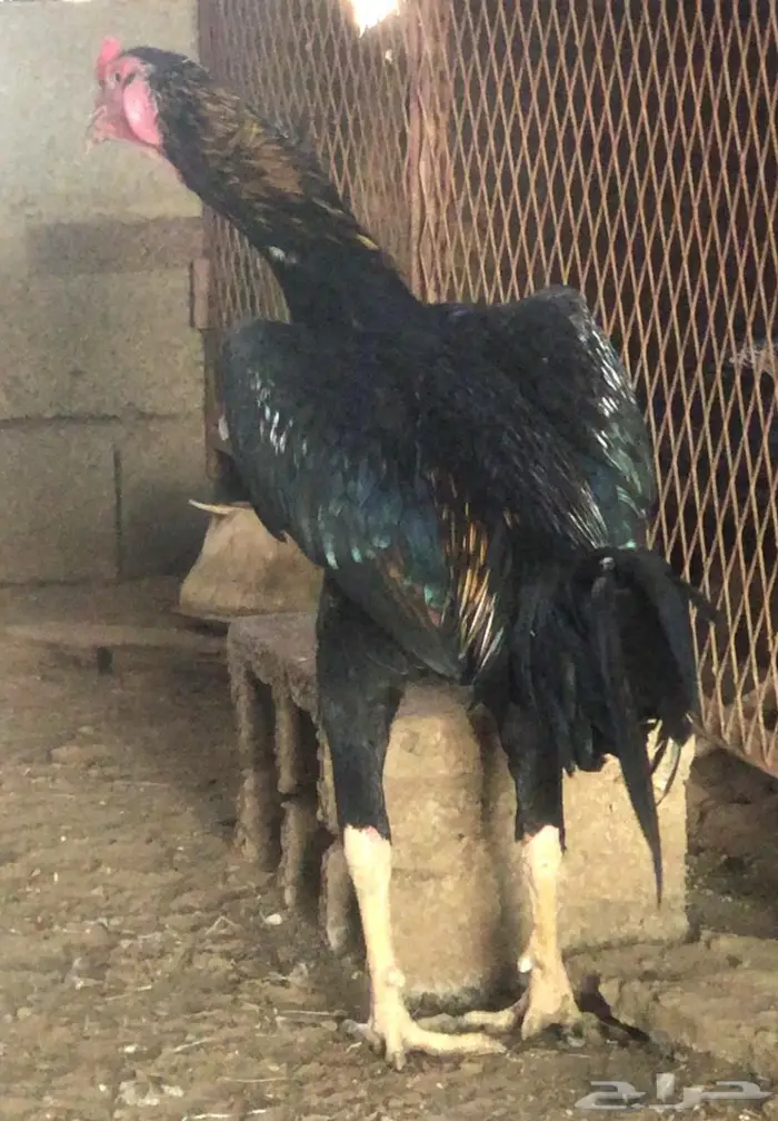 زوج شامو مستويات طيبة 6