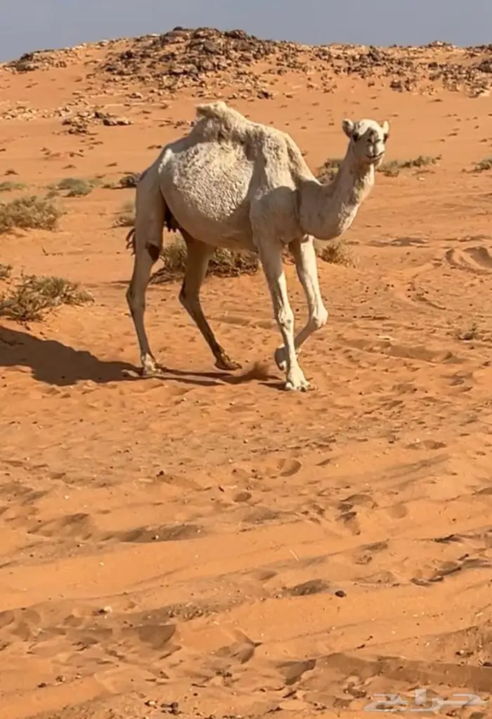 ضريبه طيبه 1