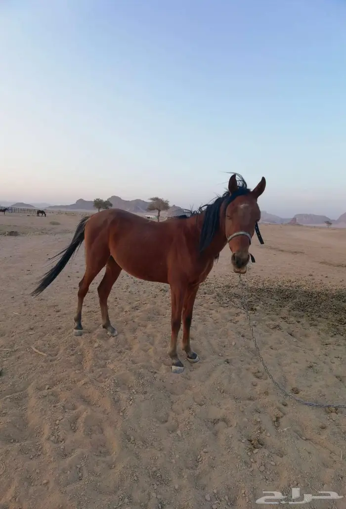 مهر شعبي عمر سنتين غير معسوف 1