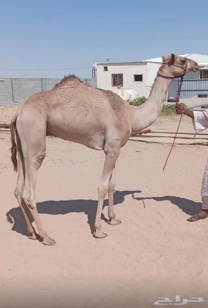 قعود حق سبوق 1