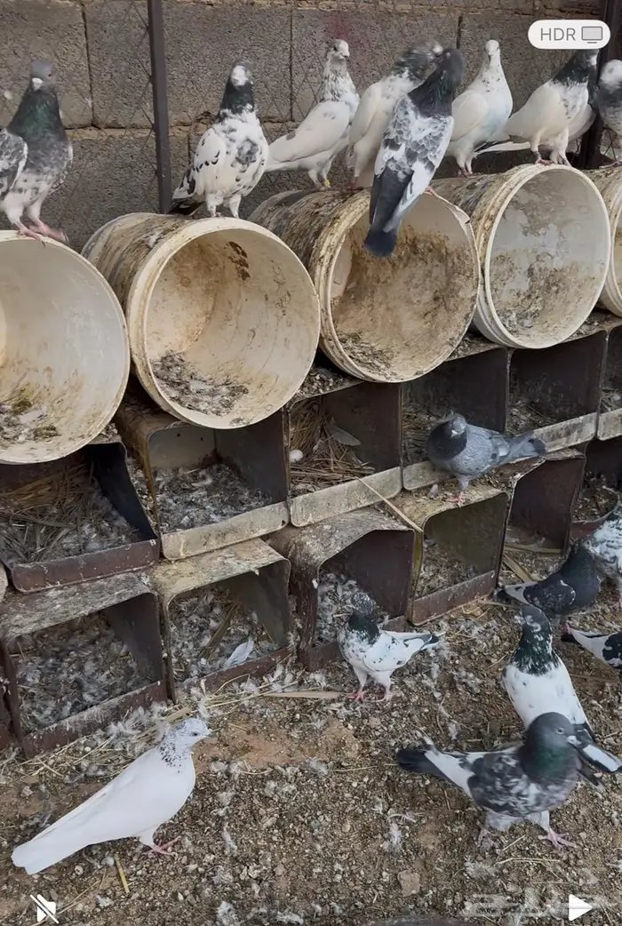 حمام باكستاني 2