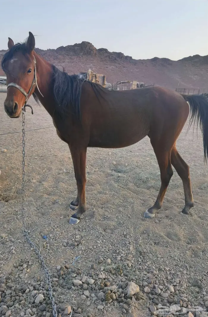 مهر شعبي عمر سنتين غير معسوف 2