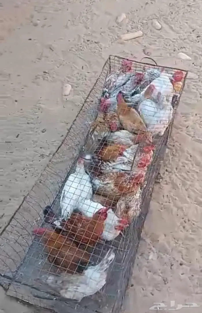 24 ديك للبيع 0