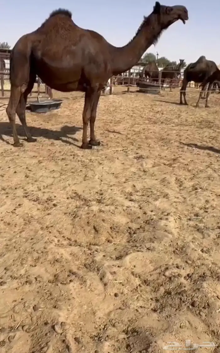 لقحه كفو جذعه 1