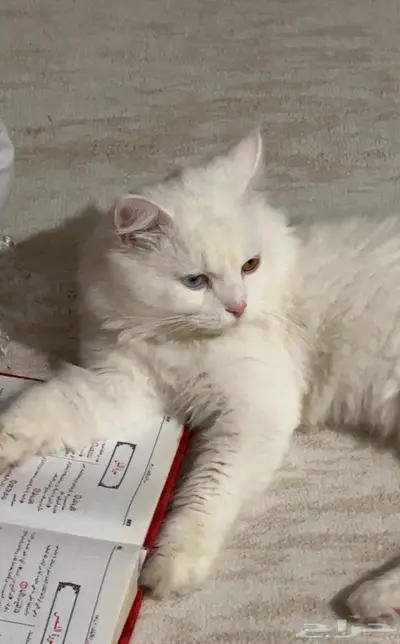 الجبيل البلد حي الخالدية index