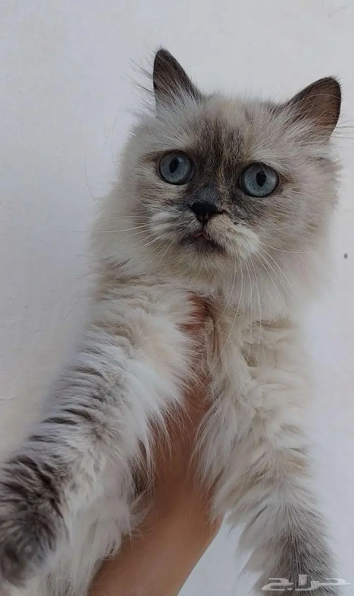 قطة للتبني 0