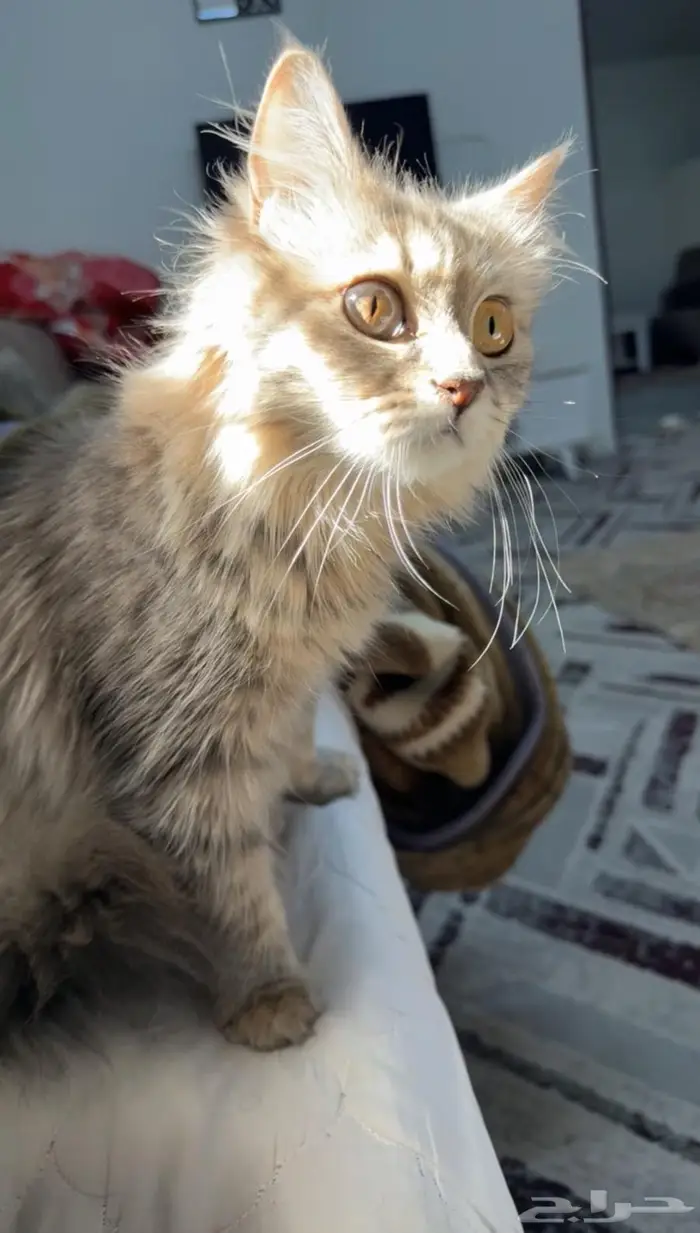 قطه شيرازيه تطلب تزاوج سريع 1