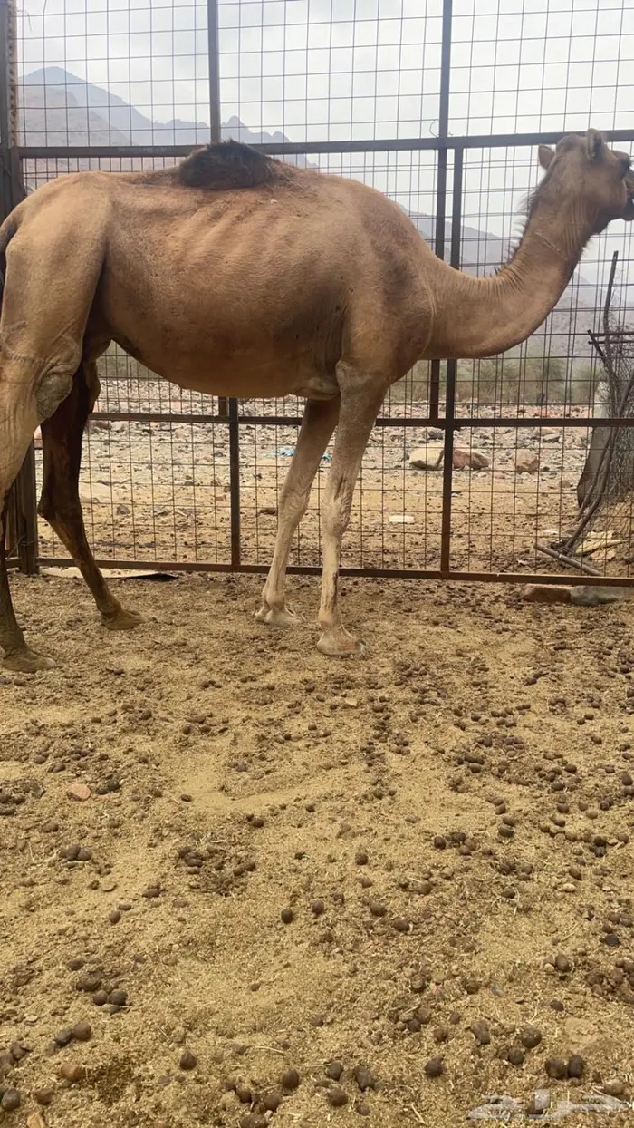 ناقه للبيع طيبه مشروطه حايل مشرحه يلزم نقله 2