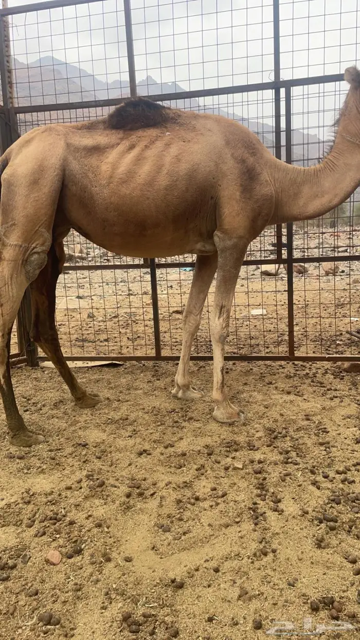 ناقه للبيع طيبه مشروطه حايل مشرحه يلزم نقله 1