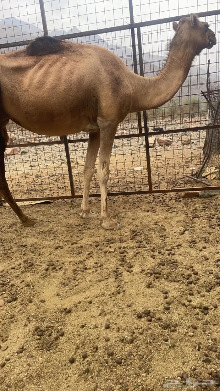 ناقه للبيع طيبه مشروطه حايل مشرحه يلزم نقله 0