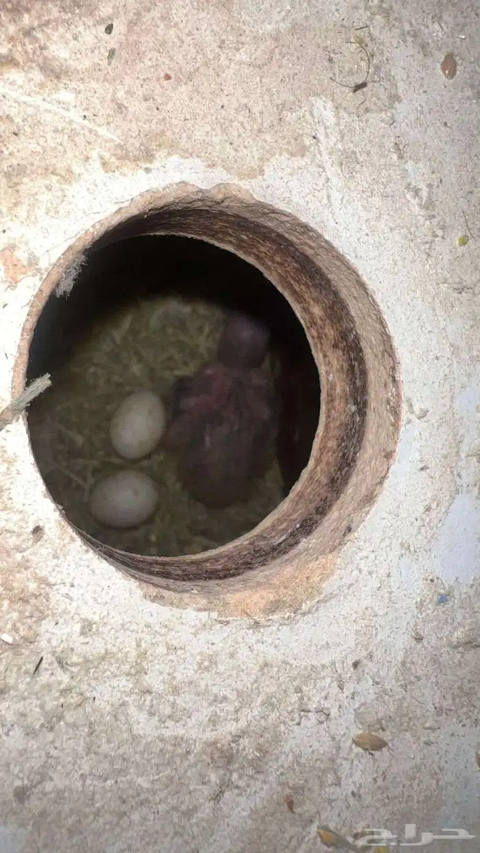 جوز روز البينو 2