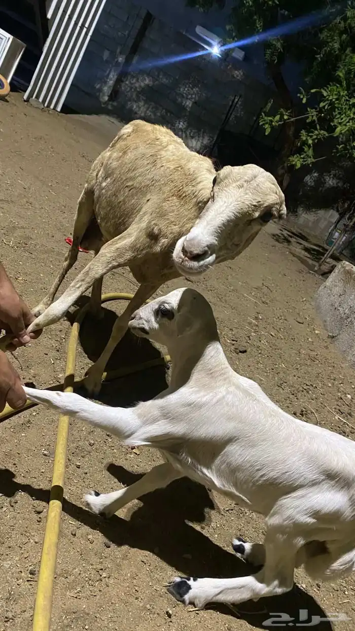 نعجه منتوج برخله السن لفاف 4