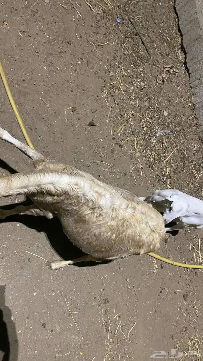 نعجه منتوج برخله السن لفاف 2