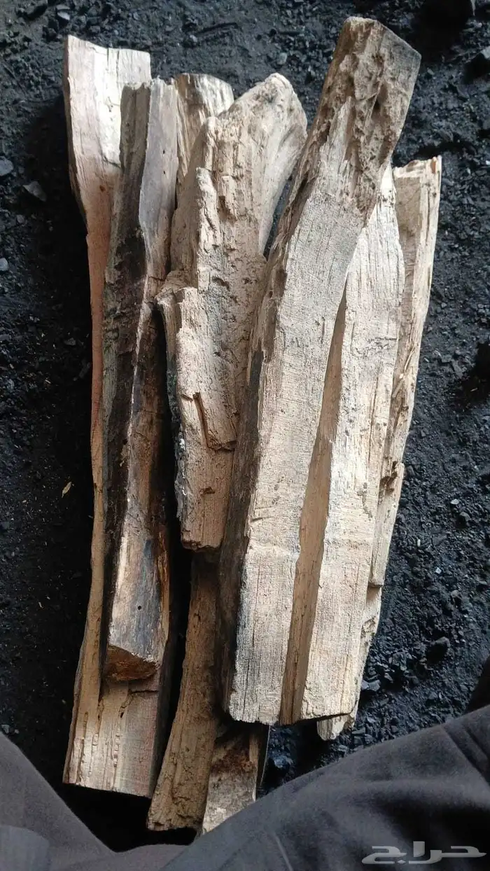 حطب طلح سوداني والشاف 5