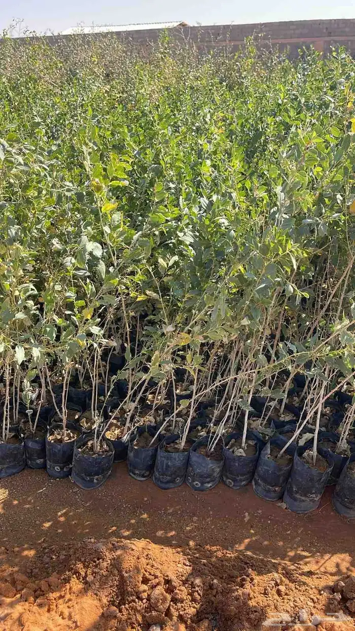 سدر بلدي شتلات 1