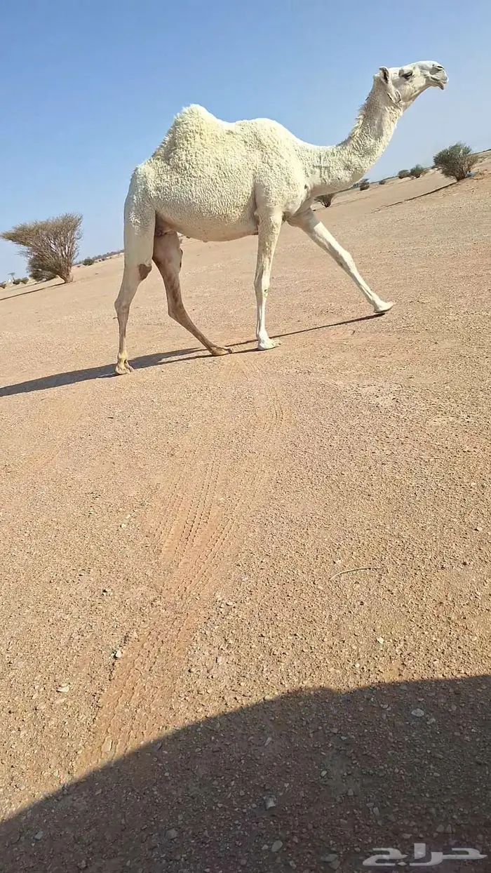 عشراء ولقحة 0