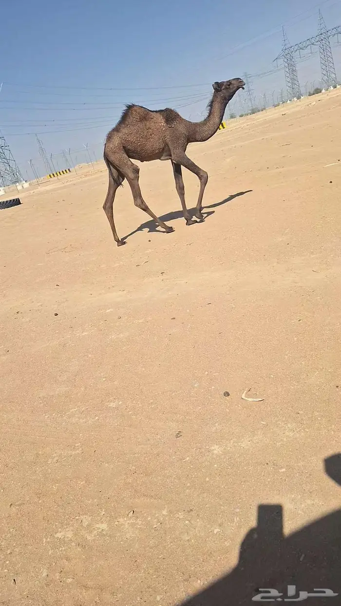 عشراء ولقحة 1