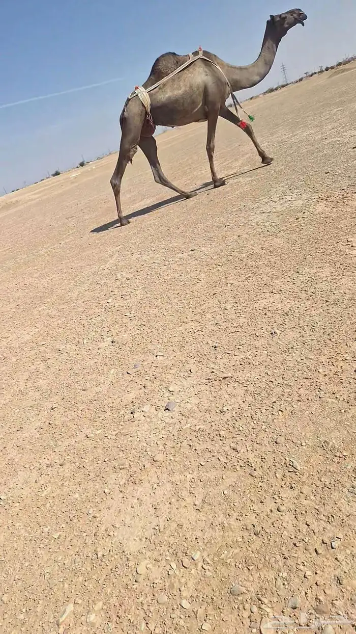 عشراء ولقحة 2