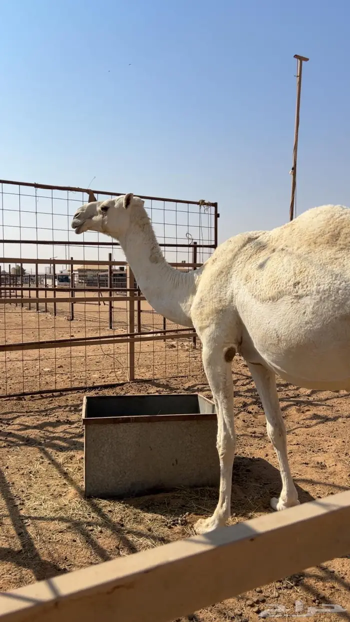 لقحه وضحى عليانيه ثنو 3