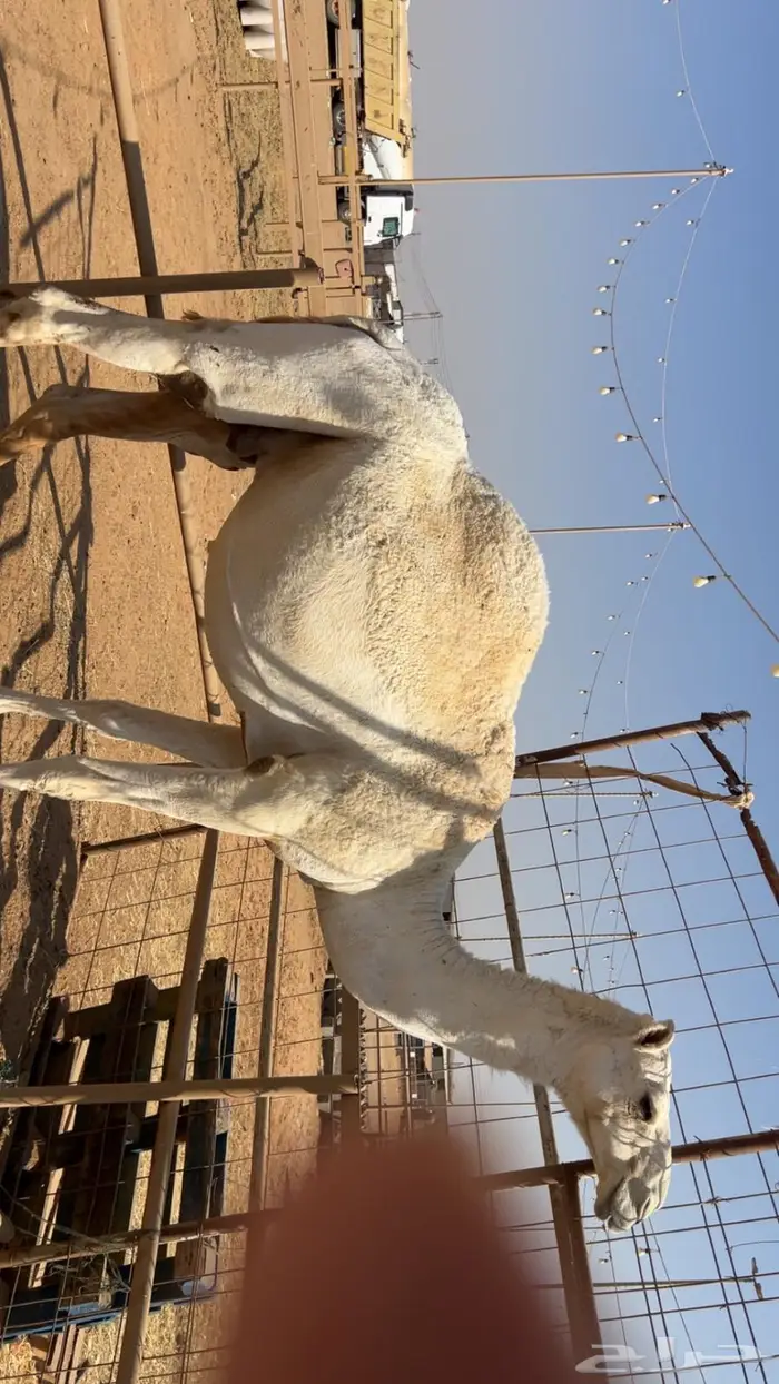 لقحه وضحى عليانيه ثنو 1