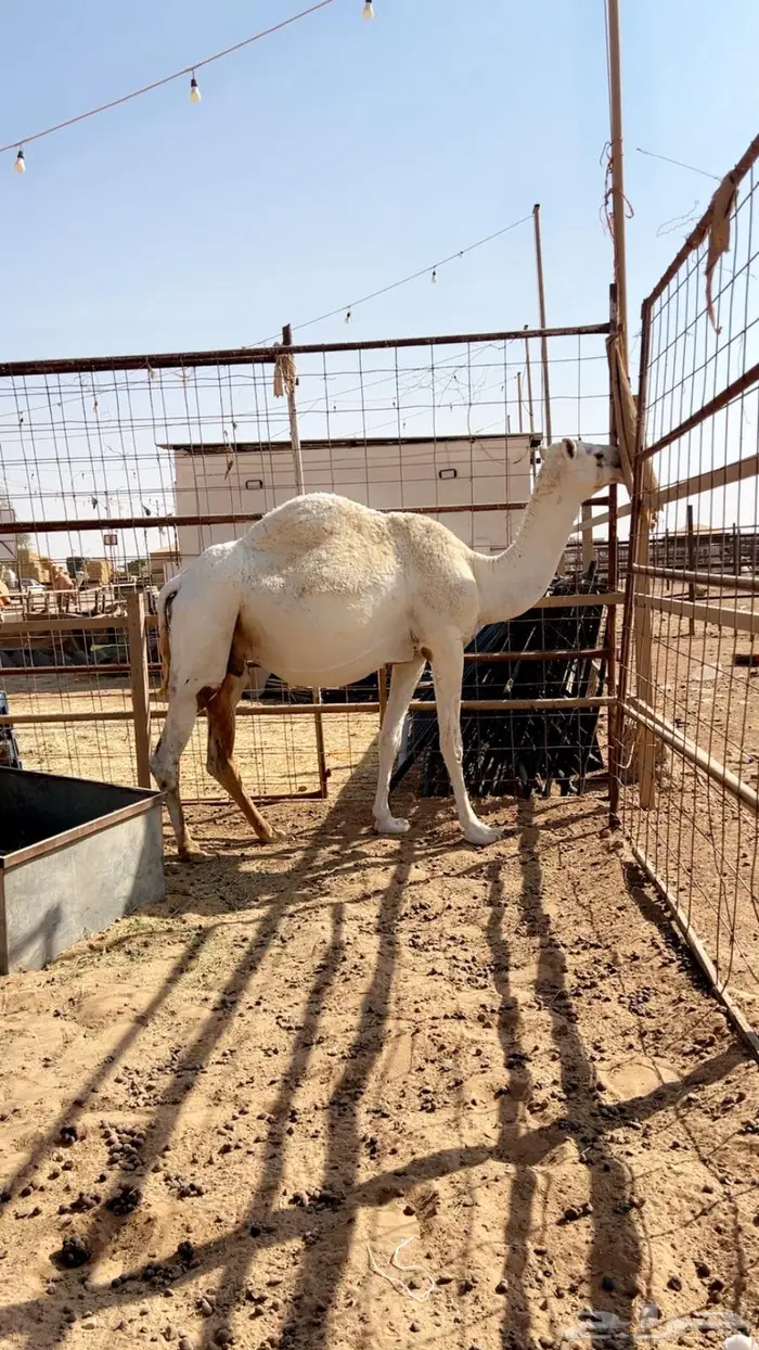 لقحه وضحى عليانيه ثنو 6